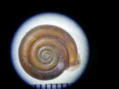 Causa holosericea