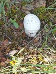 Fungi