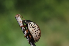 Calligrapha philadelphica