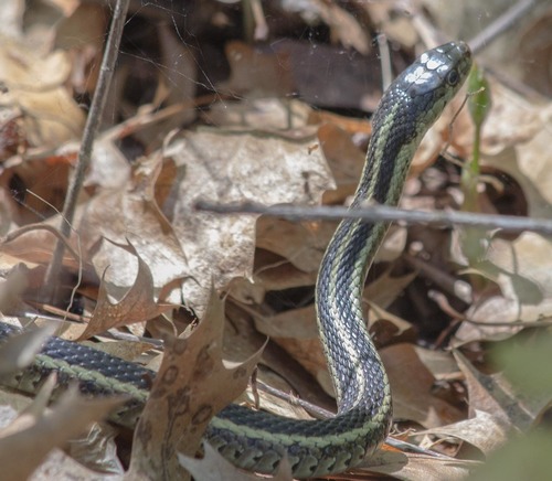 photo of Eastern Garter Snake (Thamnophis sirtalis sirtalis)