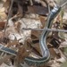 photo of Eastern Garter Snake (Thamnophis sirtalis sirtalis)