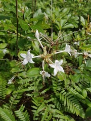 Rhododendron oblongifolium