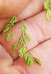 Festuca paradoxa