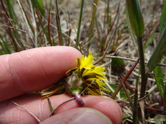 Taraxacum palustre