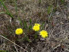 Taraxacum palustre