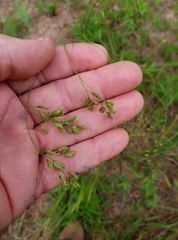 Festuca paradoxa