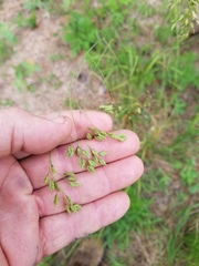 Festuca paradoxa