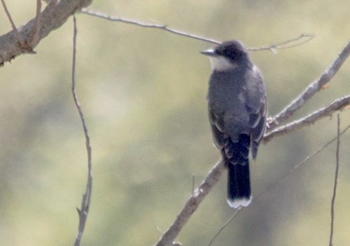 photo of Eastern Kingbird (Tyrannus tyrannus)