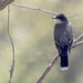 photo of Eastern Kingbird (Tyrannus tyrannus)