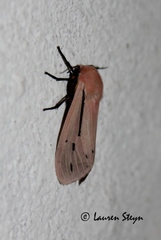 Creatonotos