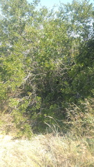 Searsia tenuinervis image