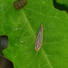 Graphocephala idonea