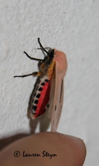 Creatonotos