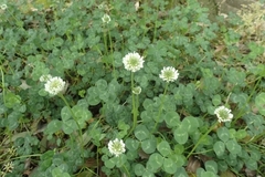 Trifolium repens