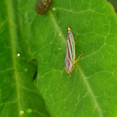 Graphocephala idonea