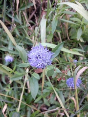 Jasione