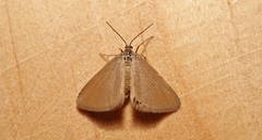 Minoa murinata