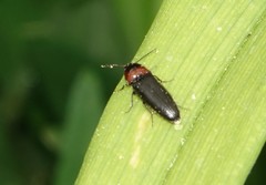 Ampedus rubricus
