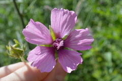 Althaea cannabina