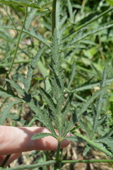Althaea cannabina