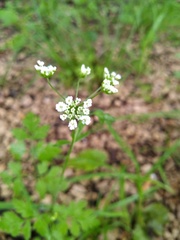 Chaerophyllum temulum