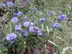 Jasione