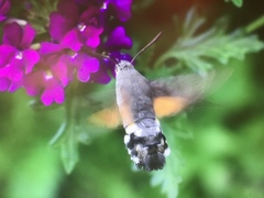Macroglossum stellatarum