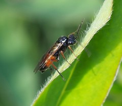 Aglaostigma aucupariae