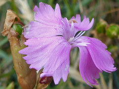 Dianthus gratianopolitanus