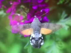 Macroglossum stellatarum