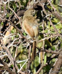 Synallaxis albescens