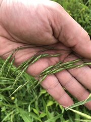 Bromus arvensis
