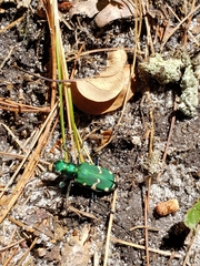 Cicindela patruela