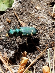 Cicindela patruela