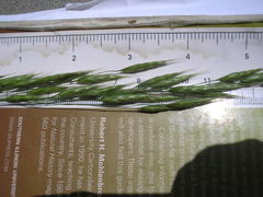Bromus arvensis