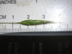 Bromus arvensis