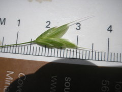 Bromus arvensis