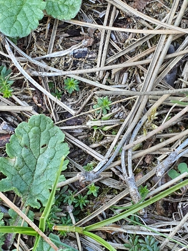 Grey Bush-cricket, 2061 Bloemendaal, Netherlands, photo 7 of 10