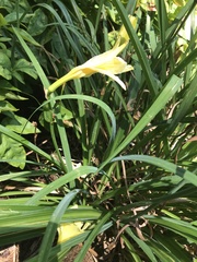 Hemerocallis lilioasphodelus
