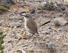 Ochetorhynchus phoenicurus