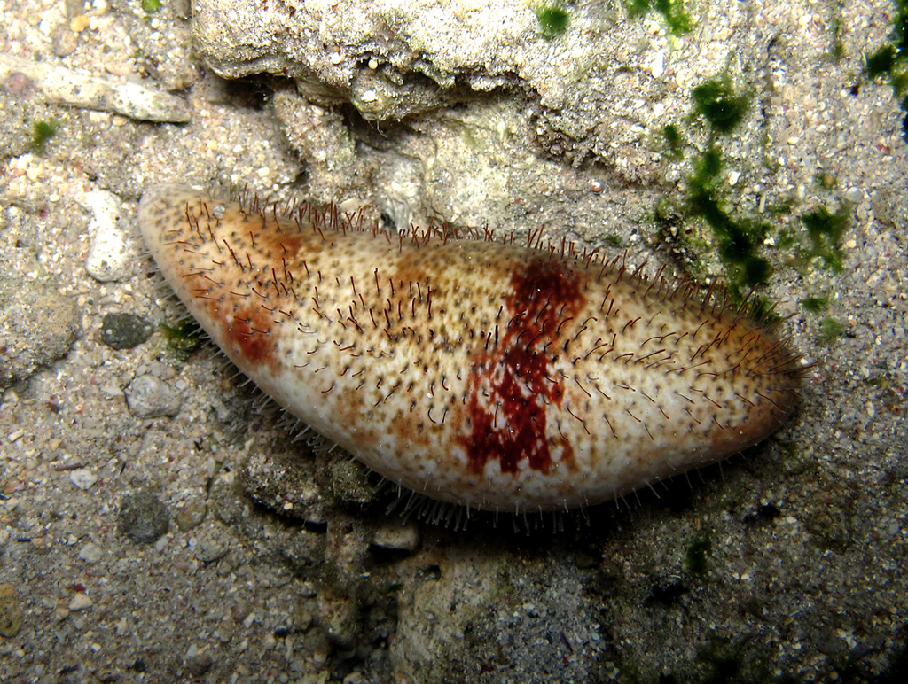 Hairy Sea Cucumber
