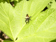 Laphria janus