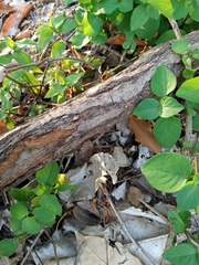 Pittosporaceae