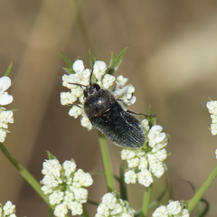Acmaeoderella villosula
