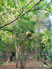 Punica granatum