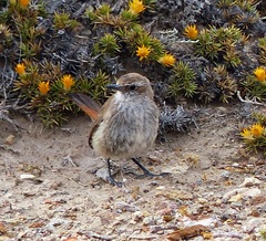 Ochetorhynchus phoenicurus