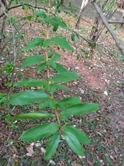 Punica granatum