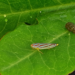 Graphocephala idonea