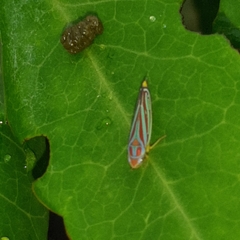 Graphocephala idonea