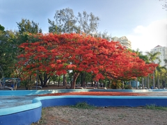 Delonix regia